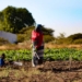 Although South Africa's food is very safe and nutritious, food insecurity is still widespread on a household level. Photo: Supplied/Food For Mzansi