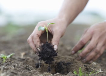 As South Africa's population demands a greater food production, a carbon reduction plan will need to consider longer-term sustainable agricultural practices. Photo: Supplied/Food For Mzansi