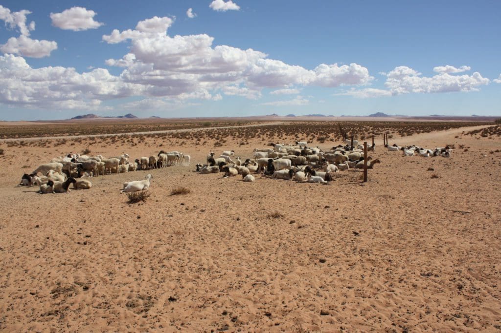A major heatwave in parts of the country has been described as a major blow for South African farmers. Photo: Supplied/Food For Mzansi