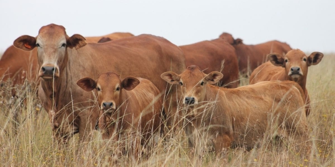 With VKB's QPro Feeds, you can make sure that your animals stay in great shape. Photo: Supplied/Food for Mzansi