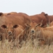 With VKB's QPro Feeds, you can make sure that your animals stay in great shape. Photo: Supplied/Food for Mzansi