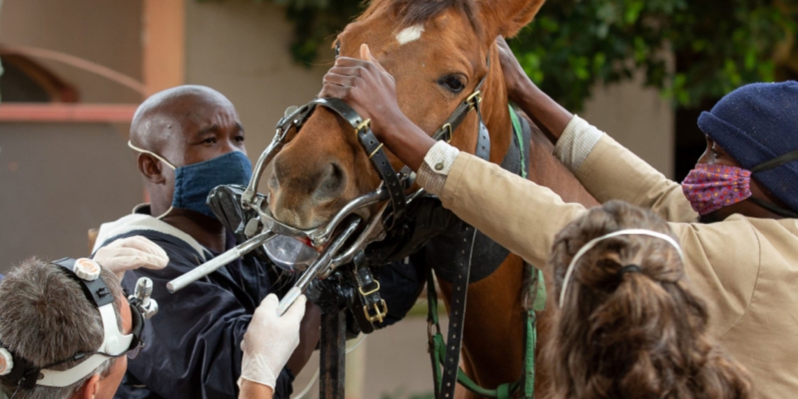Veterinarians are scarce in South Africa and urgent intervention is required to address this issue, experts caution. Photo: Supplied/SAVC