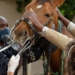 Veterinarians are scarce in South Africa and urgent intervention is required to address this issue, experts caution. Photo: Supplied/SAVC