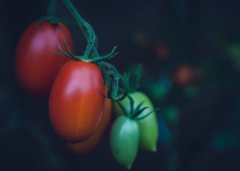 The African Plant Breeders Association (APBA) 2021 conference is taking place this Monday. Photo: Unsplash/Markus Spiske