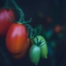 The African Plant Breeders Association (APBA) 2021 conference is taking place this Monday. Photo: Unsplash/Markus Spiske