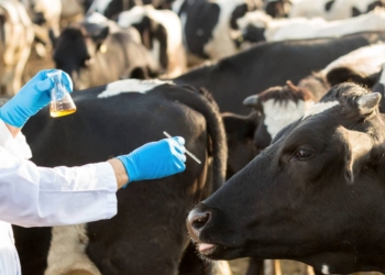 Free State farmers say the shortage of vets in the province, hinder their businesses. Photo: Supplied/South African Veterinary Association (SAVA)