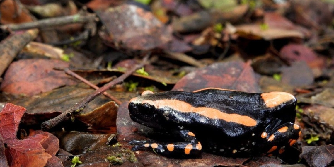 Biodiversity research: The banded rubber frog. Biodiversity research is heavily regulated in South Africa. Robin Maritz