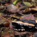 Biodiversity research: The banded rubber frog. Biodiversity research is heavily regulated in South Africa. Robin Maritz