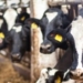One of the most persistent concerns in the minds of all dairy farmers is the issue of acidosis and bloating. Photo: Supplied/Food For Mzansi