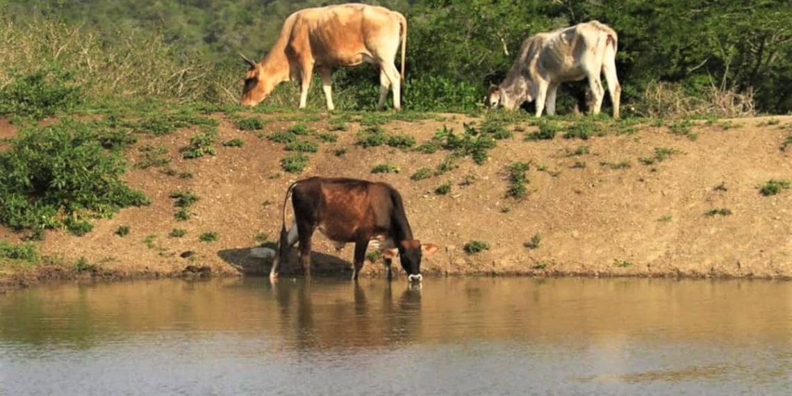 Dam levels remain low: Cattle grazing near a dam in the Eastern Cape. Photo: Supplied/Food For Mzansi