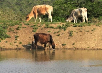 Dam levels remain low: Cattle grazing near a dam in the Eastern Cape. Photo: Supplied/Food For Mzansi