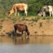 Dam levels remain low: Cattle grazing near a dam in the Eastern Cape. Photo: Supplied/Food For Mzansi