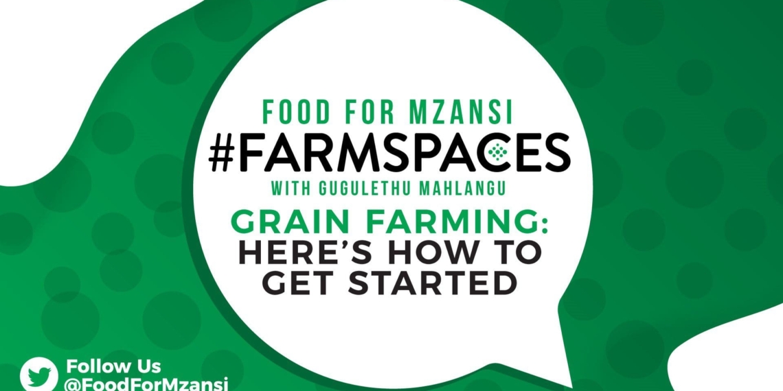 Join Food for Mzansi #FarmSpaces on Monday at 6pm, for advice from expert farmers and insight into taking your grain farming efforts to the next level. Photo: Supplied/Food for Mzansi.
