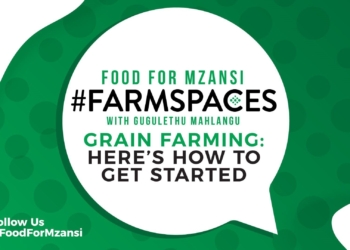 Join Food for Mzansi #FarmSpaces on Monday at 6pm, for advice from expert farmers and insight into taking your grain farming efforts to the next level. Photo: Supplied/Food for Mzansi.