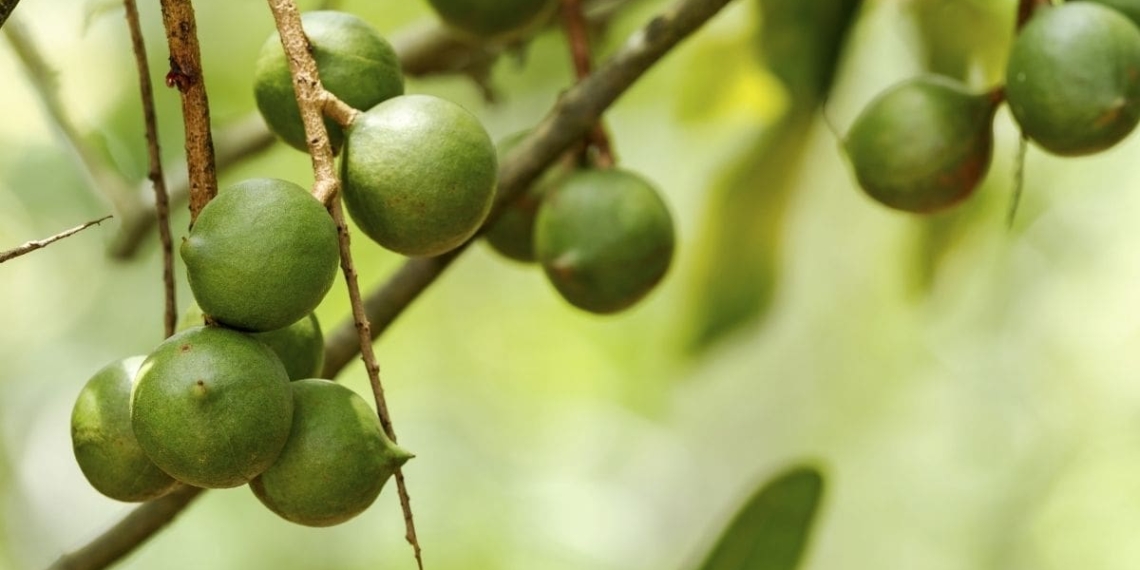 Agri Technovation’s new tool will soon be launched in the macadamia industry, among others. Photo: Supplied/Food For Mzansi