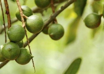 Agri Technovation’s new tool will soon be launched in the macadamia industry, among others. Photo: Supplied/Food For Mzansi