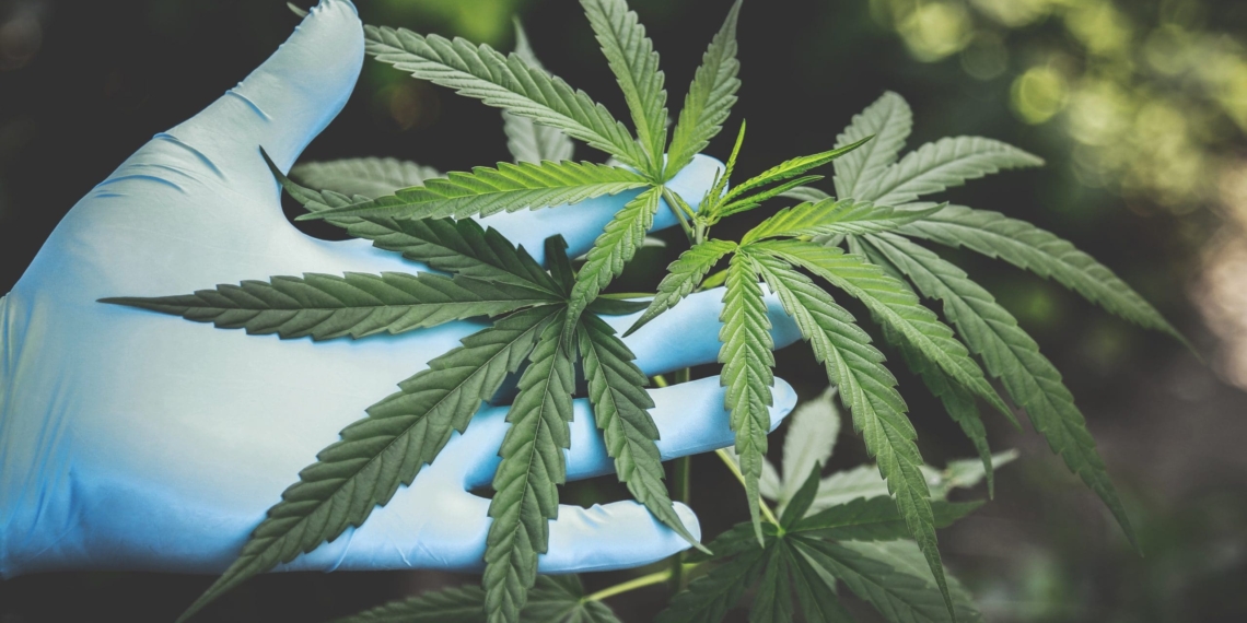 The department of agriculture, land reform and rural development undertook earlier this year to open applications for commercial hemp production in October 2021. Photo: Supplied/Food For Mzansi