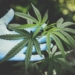 The department of agriculture, land reform and rural development undertook earlier this year to open applications for commercial hemp production in October 2021. Photo: Supplied/Food For Mzansi