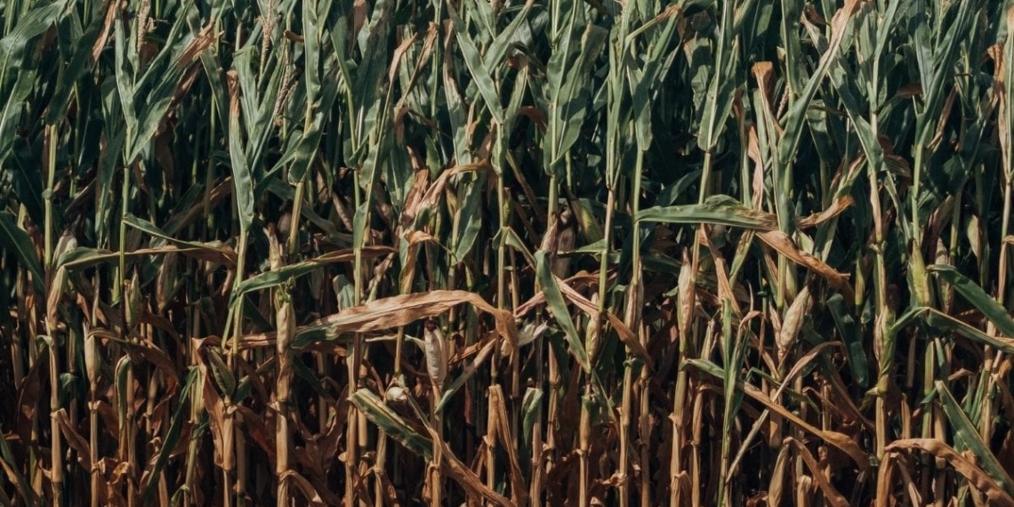 The once-prosperous sugar industry has deteriorated to such an extent in the past decade that it almost collapsed. Photo: Supplied/ Food For Mzansi