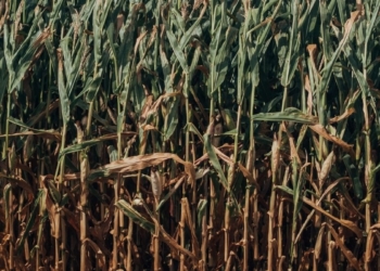 The once-prosperous sugar industry has deteriorated to such an extent in the past decade that it almost collapsed. Photo: Supplied/ Food For Mzansi