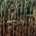 The once-prosperous sugar industry has deteriorated to such an extent in the past decade that it almost collapsed. Photo: Supplied/ Food For Mzansi