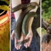 If you’re South African, chances are that these farms will make your hair stand on end. Pictured from the left are a meat-eating plant, a leech and moose which is farmed for milk. Photos: Supplied/Food For Mzansi