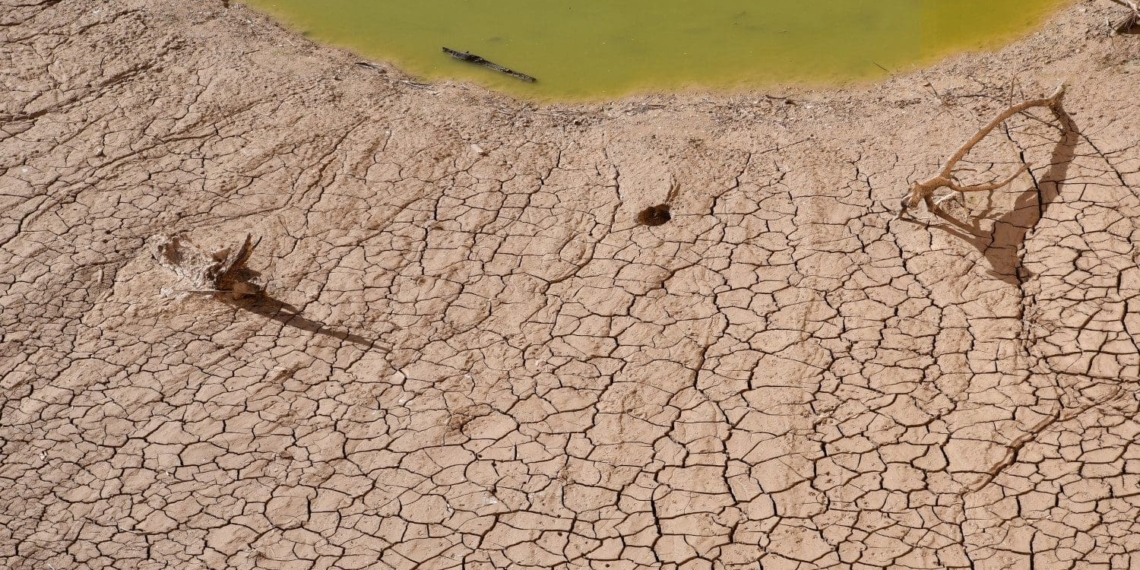 Noupoort in the Northern Cape has a water crisis and farmers are losing their livestock due to dehydration and starvation. Photo: Supplied/Food For Mzansi