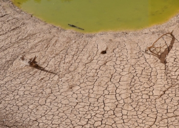 Noupoort in the Northern Cape has a water crisis and farmers are losing their livestock due to dehydration and starvation. Photo: Supplied/Food For Mzansi