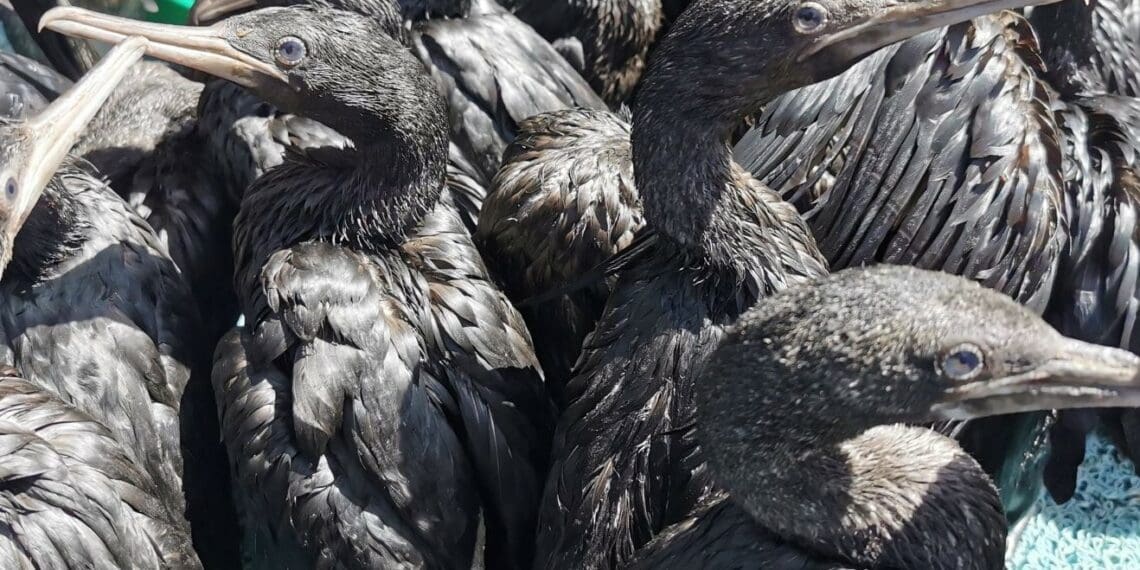 Members of the public have been urged not to attempt to assist or transport any sick birds. Or even to take them to rehabilitation centres and veterinarians. Photo: Supplied/SANCCOB