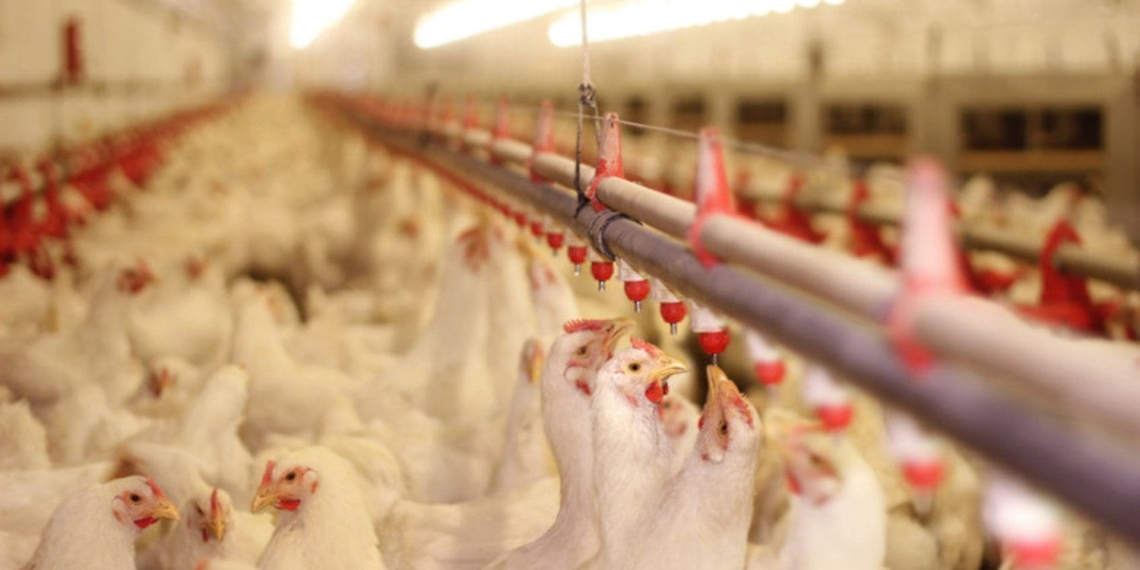 News of the supposed impending closure of Country Bird Holdings was met with shock by some 2000 employees. Photo: Supplied/Food For Mzansi