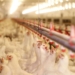 News of the supposed impending closure of Country Bird Holdings was met with shock by some 2000 employees. Photo: Supplied/Food For Mzansi