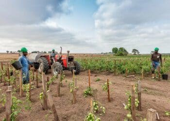 The minister of agriculture, land reform and rural development, Thoko Didiza, announced the opening of a second round of applications for the Presidential Employment Stimulus Initiative (PESI) grants. Photo: Supplied/Food For Mzansi