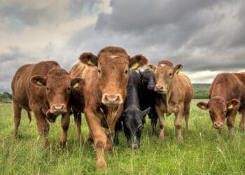 Bovine leukosis describes lymphatic cancers of cattle. The most common form of this disease occurs in adult animals and is caused by bovine leukemia virus. Photo: Supplied/Food For Mzansi