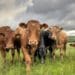 Bovine leukosis describes lymphatic cancers of cattle. The most common form of this disease occurs in adult animals and is caused by bovine leukemia virus. Photo: Supplied/Food For Mzansi