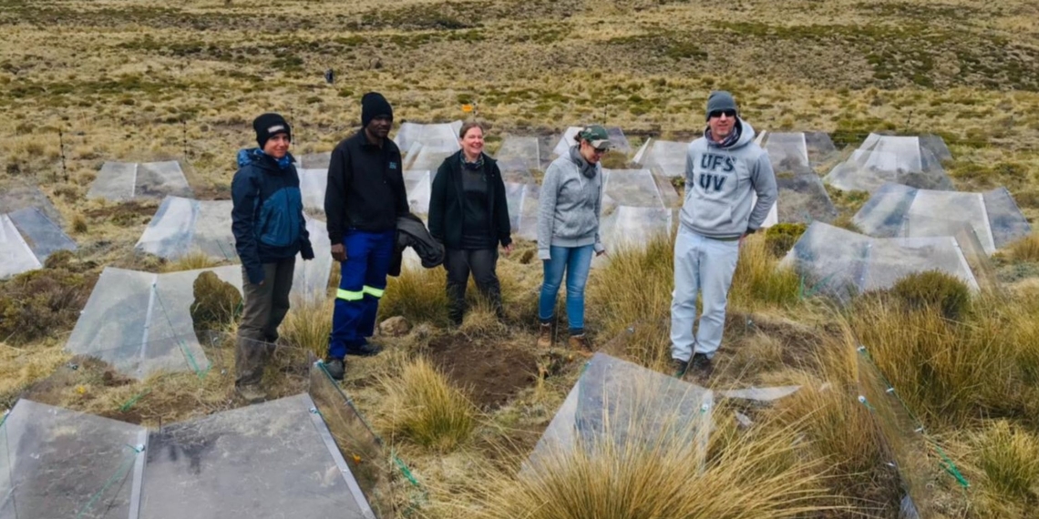 Evelin Eseli (a Swiss PhD student), Dr Onalenna Gwate (UFS), Dr Stephanie Payne (UP), Dr Sandy-Lynn Steenhuisen (UFS), and Dr Ralph Clark (UFS ARU) on RangeX at the open top chambers on the Maloti-Drakensberg mountain range. Photo: Supplied/UFS