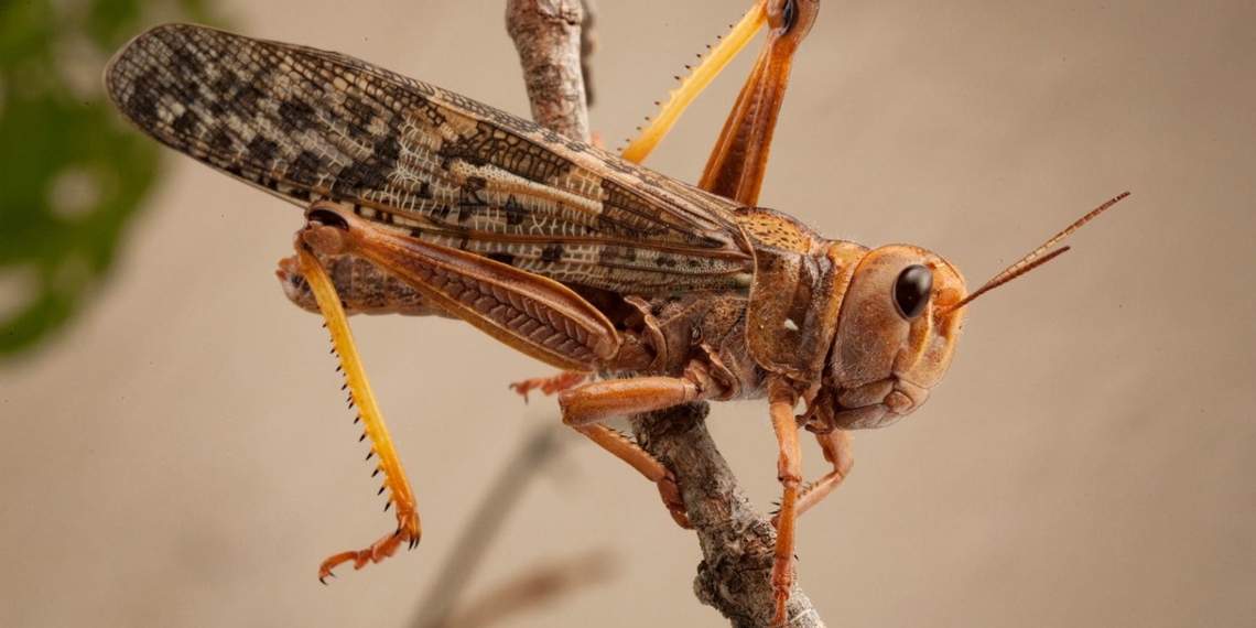 Northern Cape authorities have issued a statement to warn farmers of a brown locust outbreak in various parts of the province. Photo: Supplied/SANBI