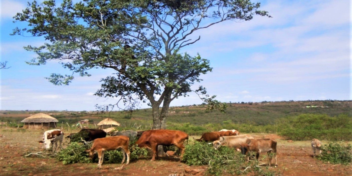 Cattle eating trees amid a drought. Photo: Supplied/Ntuthuko Mkhize
