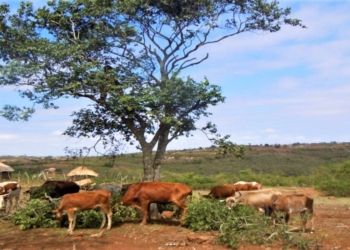 Cattle eating trees amid a drought. Photo: Supplied/Ntuthuko Mkhize