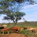 Cattle eating trees amid a drought. Photo: Supplied/Ntuthuko Mkhize