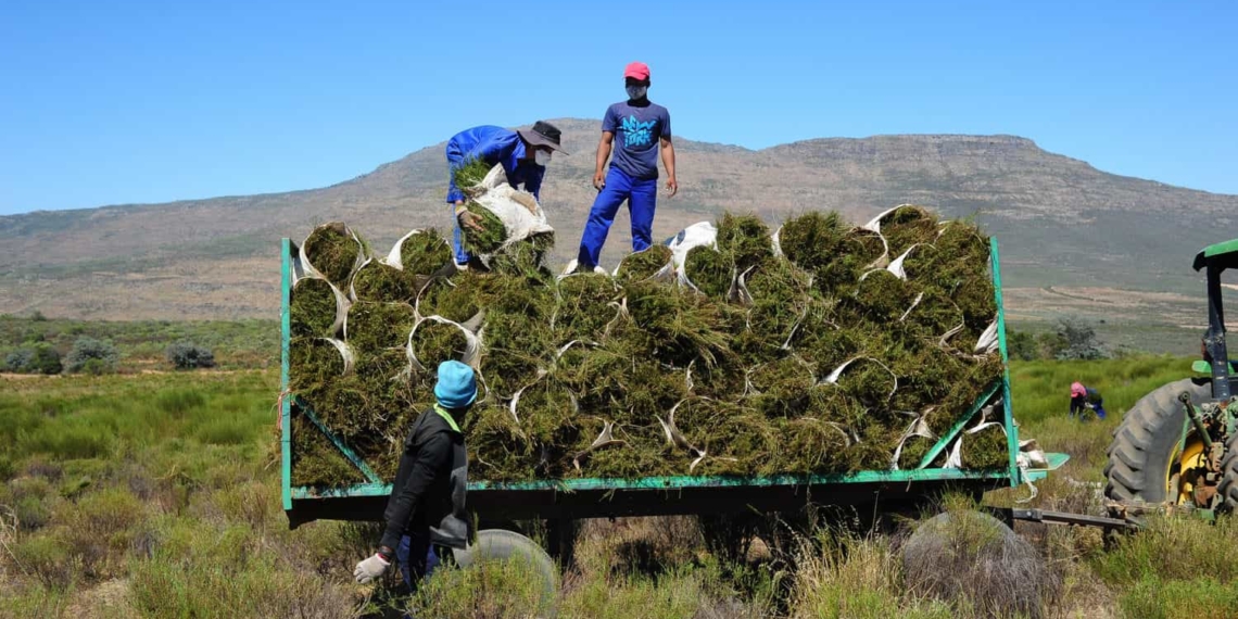The minimum wage agreement for farm workers some industry leaders reckon is not effectively enforced and regulated by the authorities. Photo: Photo: Henk Kruger/African News Agency (ANA)