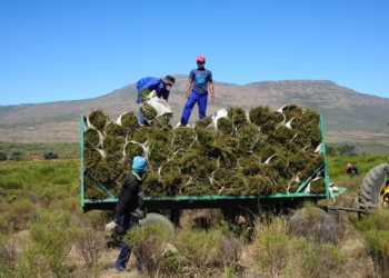 The minimum wage agreement for farm workers some industry leaders reckon is not effectively enforced and regulated by the authorities. Photo: Photo: Henk Kruger/African News Agency (ANA)