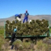 The minimum wage agreement for farm workers some industry leaders reckon is not effectively enforced and regulated by the authorities. Photo: Photo: Henk Kruger/African News Agency (ANA)
