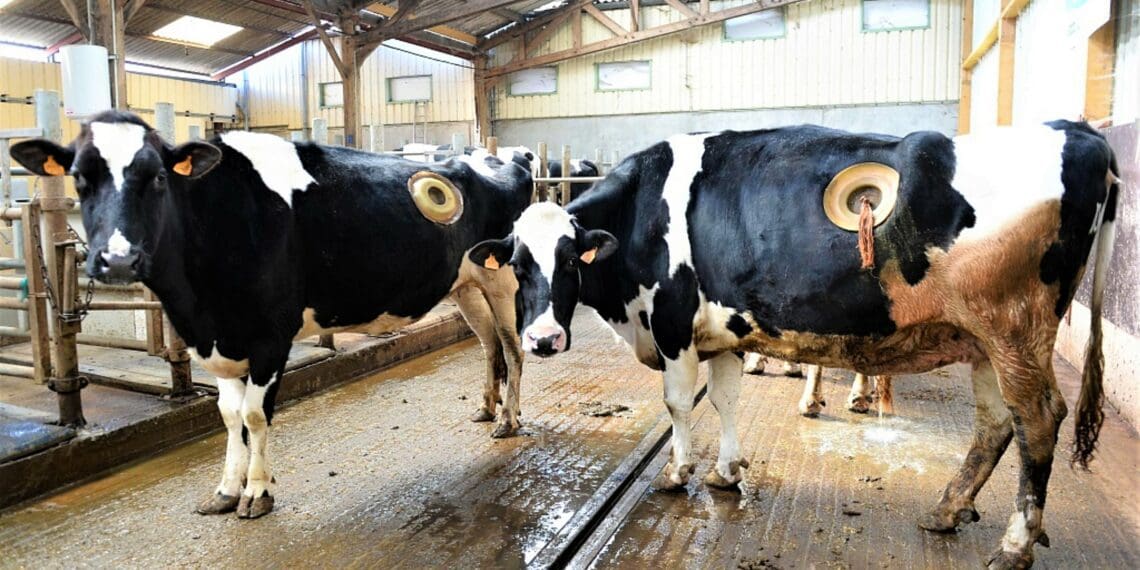 The practice of piercing portholes into cows dates back as early as the 1920s. Photo: Supplied/VCG