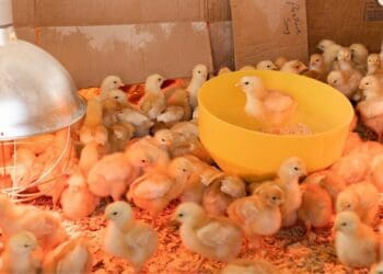 The poultry industry is seemingly suffering from a lack of transformation and collaboration of different stakeholders. Photo: Supplied/Food For Mzansi