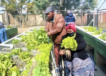 Abram Mothouda and Mary Nkhitika tending to their vegetables. Photo: Supplied/Food For Mzansi