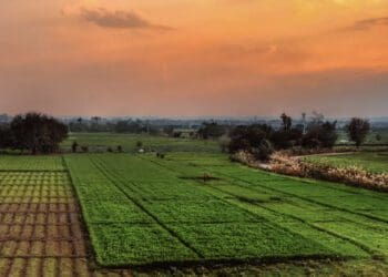 Egypt's agricultural exports have increased, much to the pleasure of its minister of agriculture. Photo: Supplied/Food For Mzansi
