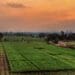 Egypt's agricultural exports have increased, much to the pleasure of its minister of agriculture. Photo: Supplied/Food For Mzansi