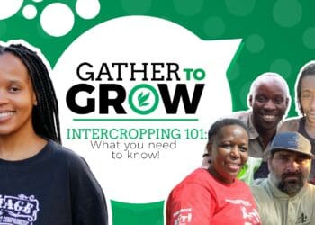 On this week's #GatherToGrow, we are talking intercropping. Join Food For Mzansi and fellow farmers on Twitter Spaces on Wednesday. Photo: Supplied/Food For Mzansi