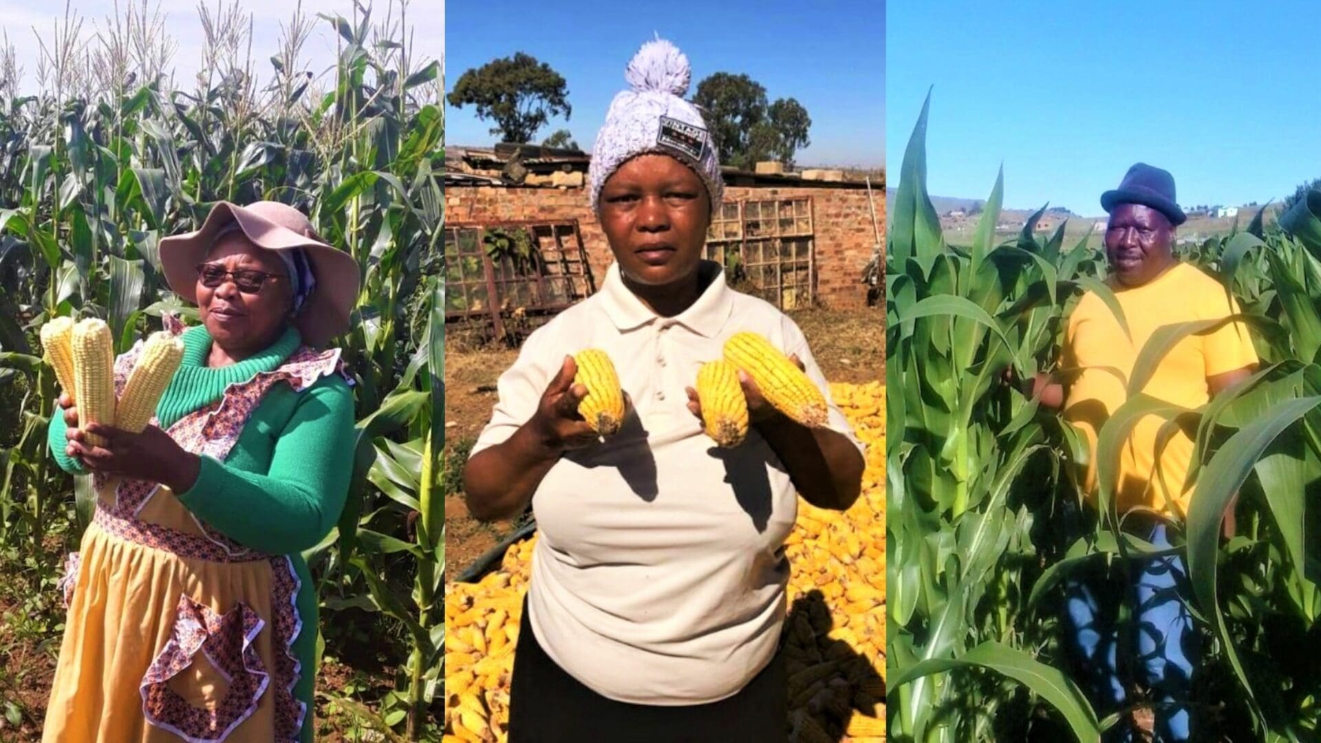 Grain SA gives 12 000 grain farmers a leg up - Food For Mzansi