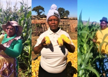 Grain SA's farmer development programme is assisting new farmers in the form of personnel and financial management as well as overall leadership and guidance. Photos: Supplied/Grain SA